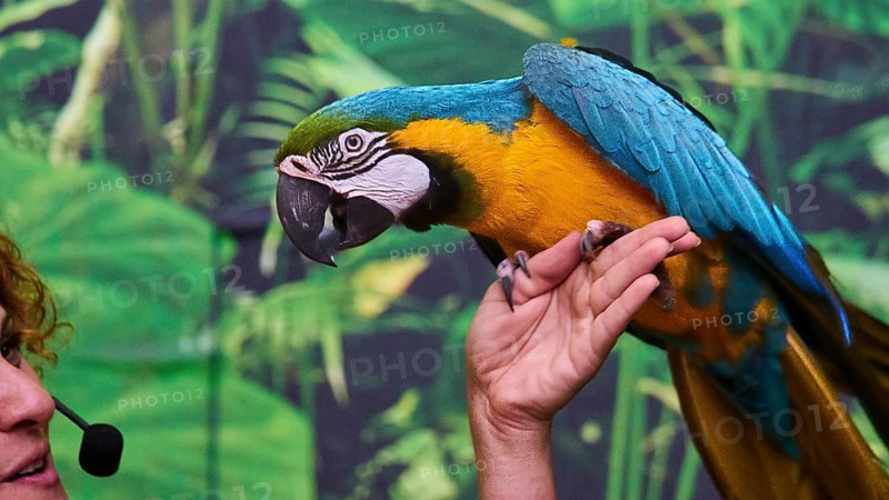 Colourful parrot sitting on the hand of a person in the jungle, Parrot (Psittaciformes), Loro, Parrot show, Loro Parque, Puerto de la Cruz, Tenerife, Canary Islands, Spain