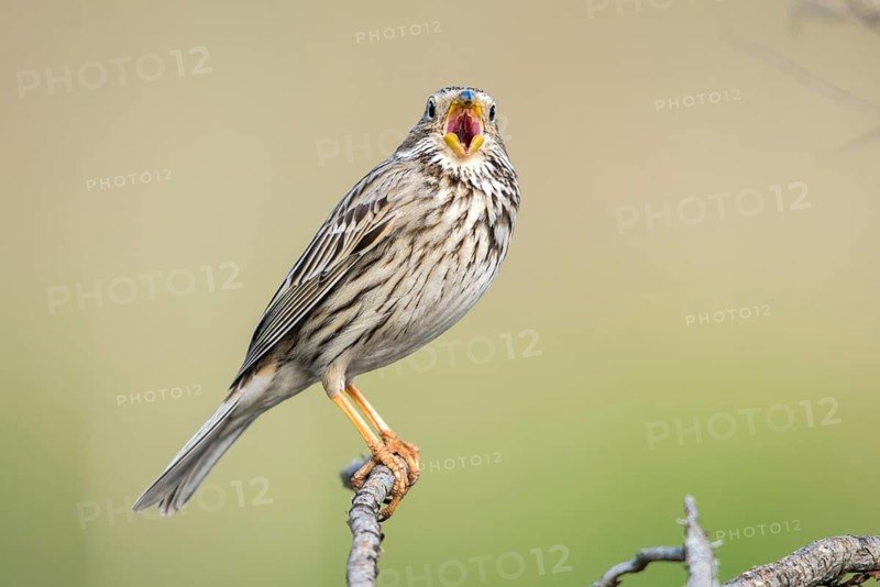Brandenburg, Corn Bunting, Germany, Emberiza Calandra, Corn Bunting, Miliaria Calandra, Nabu, Nabu Project, National Natural Heritage, Grünhaus Nature Paradise, Post-Mining Landscape, Birds, Call, Song, Grünhaus, Passeri, Call, Singing, Songbirds, Birds