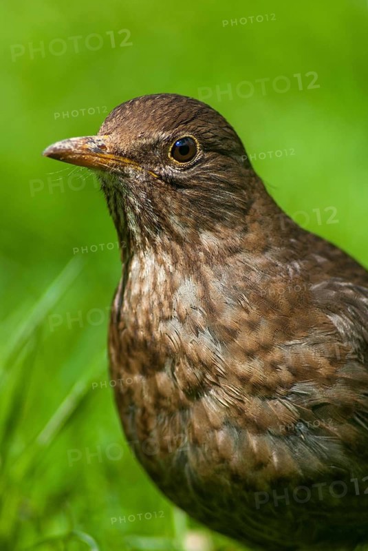 Blackbird, Turdus Merula, Birds, Female, High Size, Portrait, Leo, Passeri, Songbirds, Thrush, Birds, Female