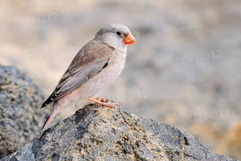 Desert bullfinch (Bucanetes githagineus), male sitting on a stone, Fuerteventura, Canary Islands, Spain