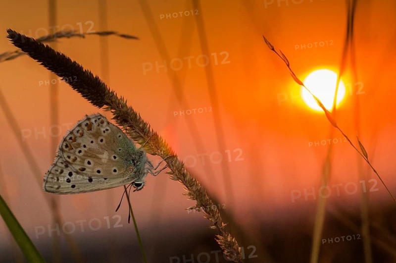 Lysandra coridon, polyommatus coridon, silverblue, silvergreen blue, atmosphere, butterfly, chalkhill blue, insects, sleep, butterfly, sleep, mood, butterflies, butterflies