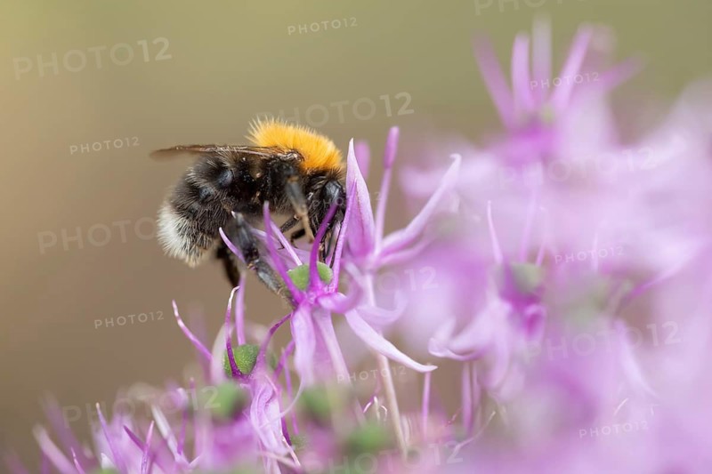 Tree bumblebee (Bombus hypnorum) adult bee insect feeding on a garden purple Allium flower in summer, Suffolk, England, United Kingdom