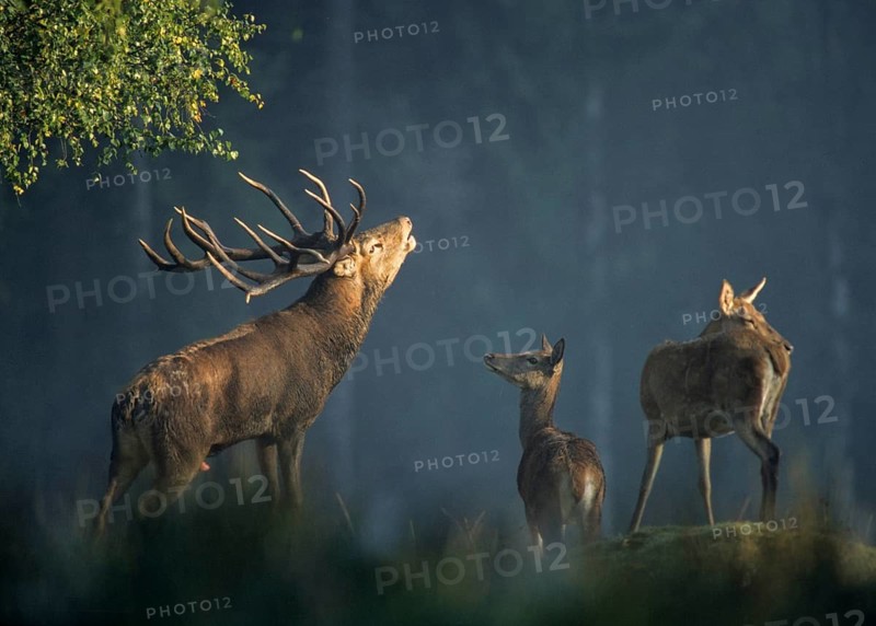 Artiodactyla, Cervus Elaphus, even-toed ungulate, cloven-hoofed, red deer, red deer, deer, deer, leo, male, mammal, male, call, rut, mood, mammals