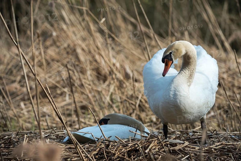 Cygnus olor, mute swan, anatidae, birds, breed, brood, couple, duckbirds, female, mute swan, male, nest, couple, swan, swans, birds, waterbirds, waterbirds, female