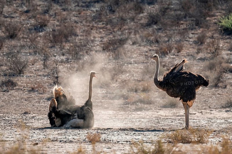 Dust bath, common ostrich (Struthio camelus), Kgalagadi Transfrontier National Park, Northern Cape, South Africa
