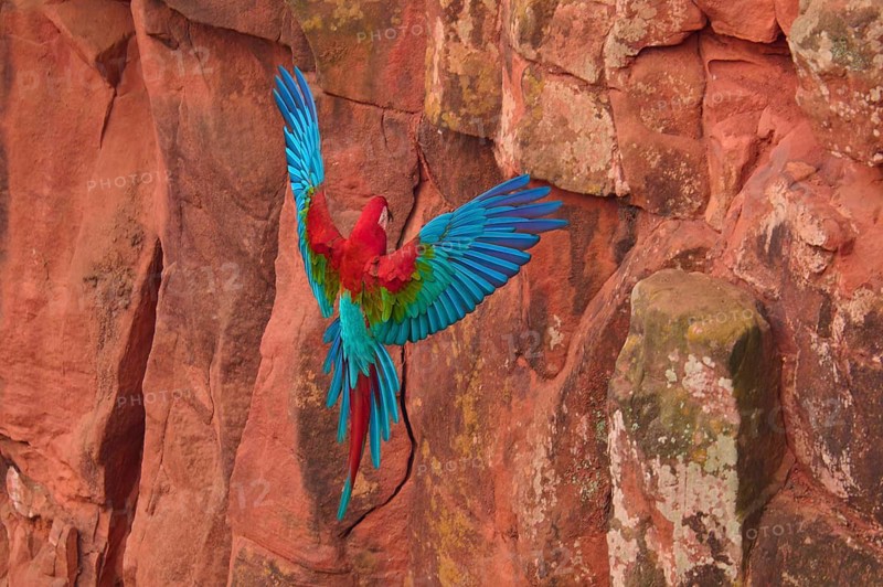 A colourful parrot spreads its wings and flies along a rock face, Green-winged Macaw, or Dark-red Macaw (Ara chloroptera), Buraco Das Araras, Bonito, Pantanal, Brazil