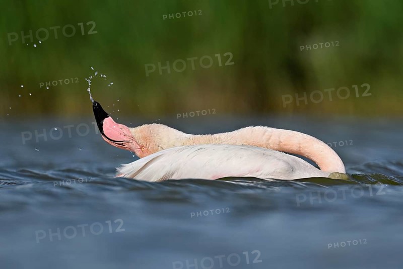 A greater flamingo (Phoenicopterus roseus) swimming in a pond, Camargue Regional Nature Park, southern France