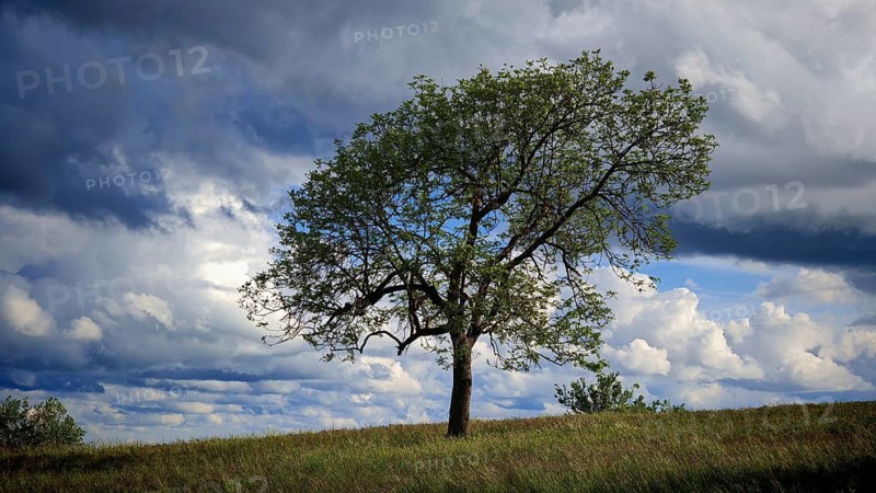 A lonely tree on a hill under dramatically cloudy sky, spring in the Franconian Forest nature park Park, Upper Franconia