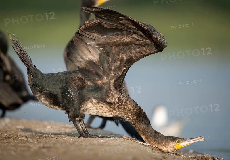Black shag, cormorant, phalacrocorax carbo, birds, pelecaniforms, ropedes, birds, waterbirds, waterbirds