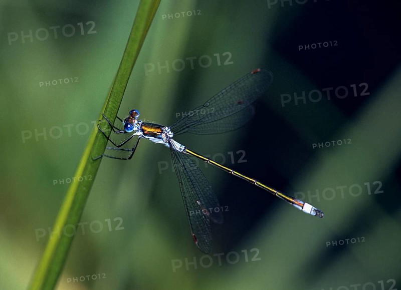 Ruismaid, common spreadwing, emerald damselfly, common ruismaid, green lestes, lestes sponsa, damselflies, dragonflies, insects, leo, dragonflies, male, odonata, zygoptera
