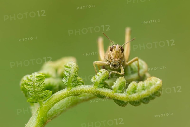 Common field grasshopper (Chorthippus brunneus) adult insect resting on a bracken fond in summer, Suffolk, England, United Kingdom