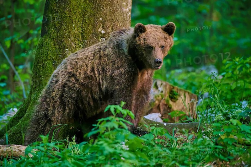 A brown bear stands alert next to a tree in the forest, European brown bear (Ursus arctos), Slovenia