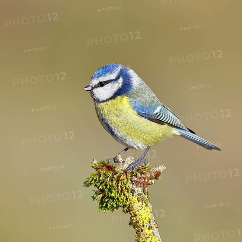 Blue tit (Parus caeruleus), sitting on a branch covered with moss, Wilnsdorf, North Rhine-Westphalia, Germany