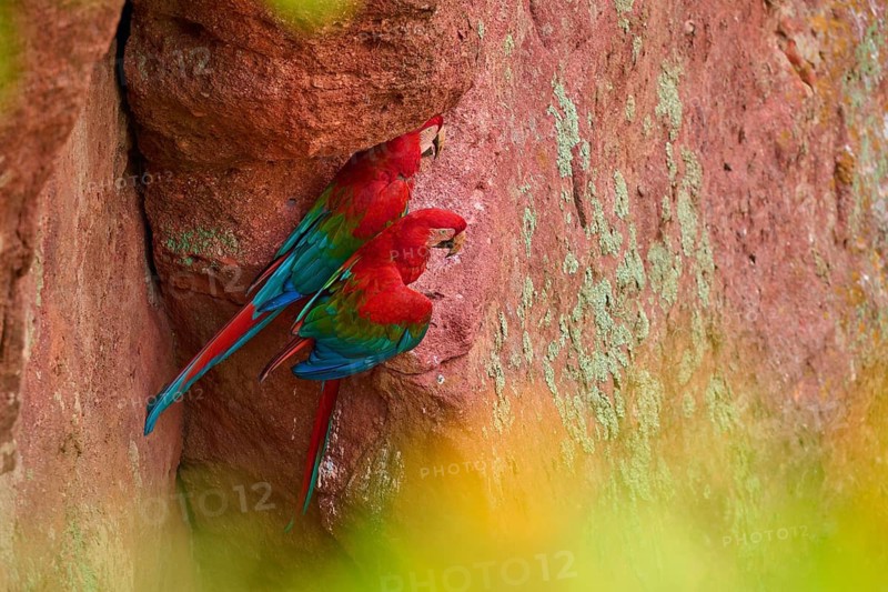 A pair of red parrots sits in front of a moss-covered rock face in a quiet environment, Green-winged Macaw, or Dark Scarlet macaw (Ara chloroptera), Buraco Das Araras, Bonito, Pantanal, Brazil