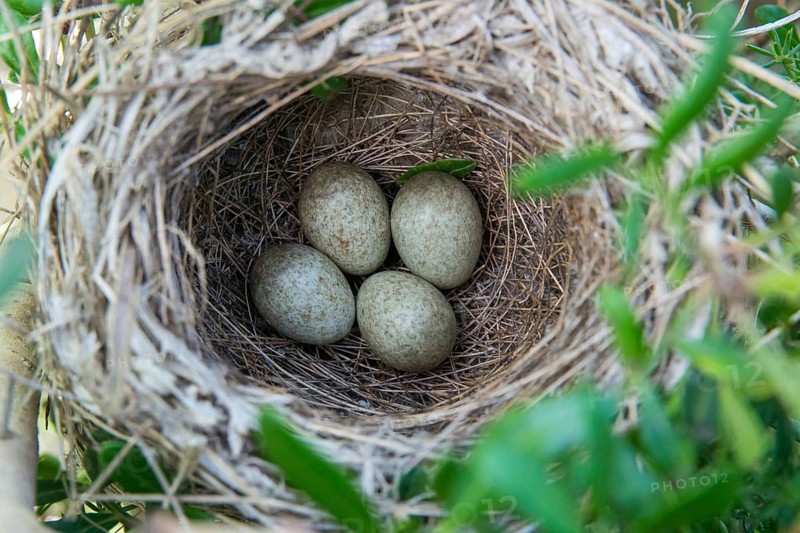 Granelli, Italy, Pantani Cuba and Longarini, velvet warbler, Sardinian warbler, Sylvia melanocephala, migratory bird sanctuary, Pantani Cuba & Longarini migratory bird sanctuary, birds, eggs, clutch, Italy, nest, passeri, songbirds, Sicily, songbirds, Foundation for biodiversity, birds