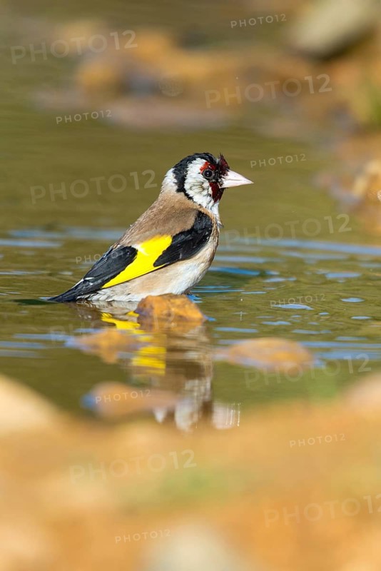 Carduelis carduelis, goldfinch, goldfinch, goldfinch, bath, bird bath, birds, high size, portrait format, passeri, songbirds, potions, birdbath, birds, watering place