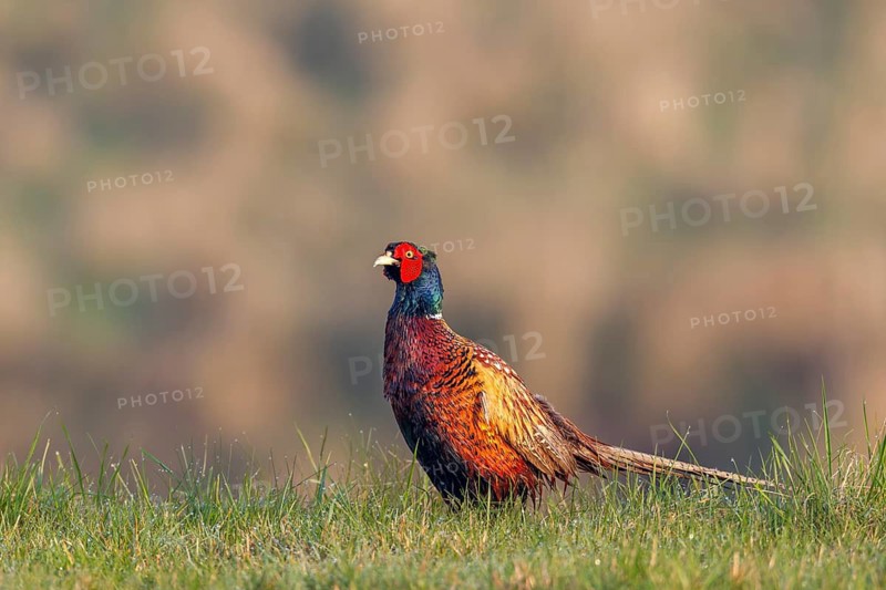 Male pheasant (Phasianus colchicus) in his magnificent breeding plumage, courtship, breeding season, mating season, colourful, vibrant, spring, April, Germany