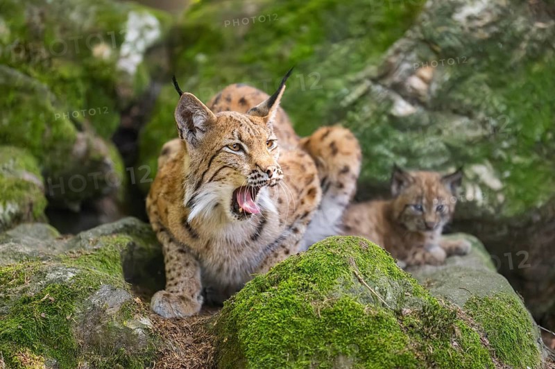Eurasian lynx (Lynx lynx) mother with her youngsters (cubs) lying on a rock in a forest, Bavaria, Germany