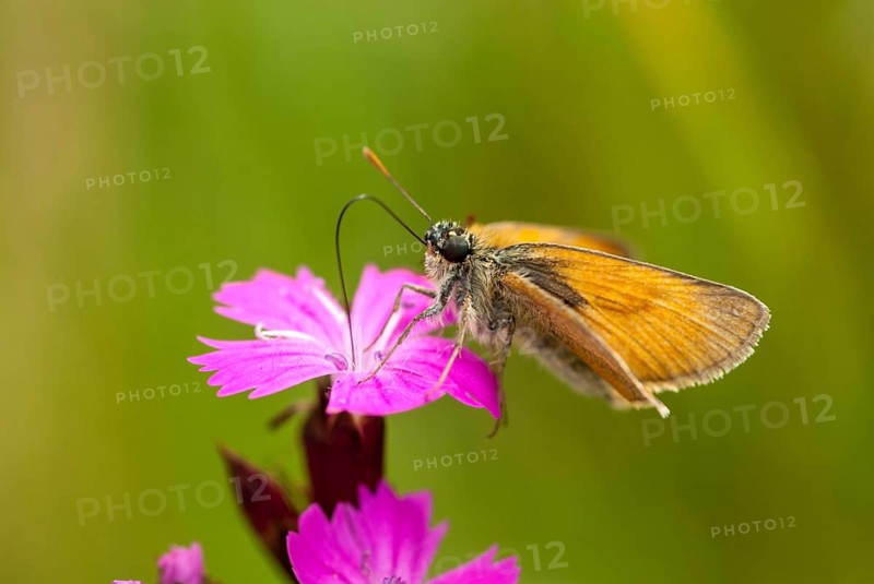 Brown-headed brown thighead, ochre-yellow brown-thighead, ochre-yellow thighead, Thymelicus sylvestris, butterfly, insects, butterfly, butterflies