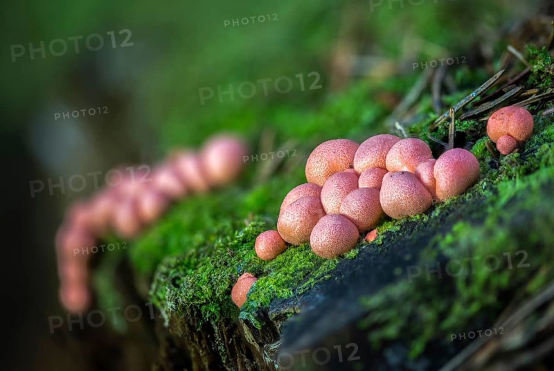 Blood milk fungus, blood fungus, galeperdon epidendron, gröning slime, lycogala epidendrum, lycogala miniatum, lycoperdone epidendrum, lycoperdon sphaericum, milkdust, reticularia miniata, fungi, fungus, Gröning's slime, mushrooms, wolf's milk, milkweed