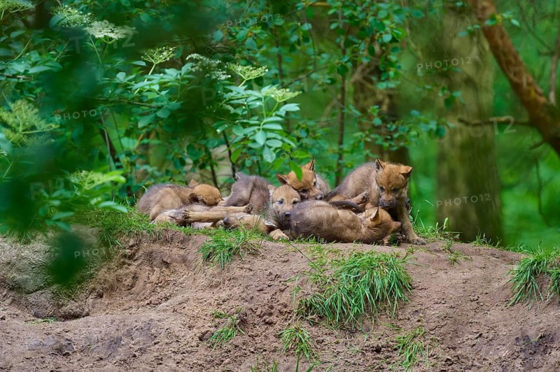 A pack of young wolves resting on a mound, surrounded by woodland, wolf (Canis lupus), Germany