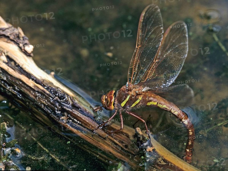 Aeshna grandis, brown mosaic maiden, brown hawker, anisoptera, damselflies, dragonflies, egg deposition, egg laying, female, insects, leo, dragonflies, odonata, female
