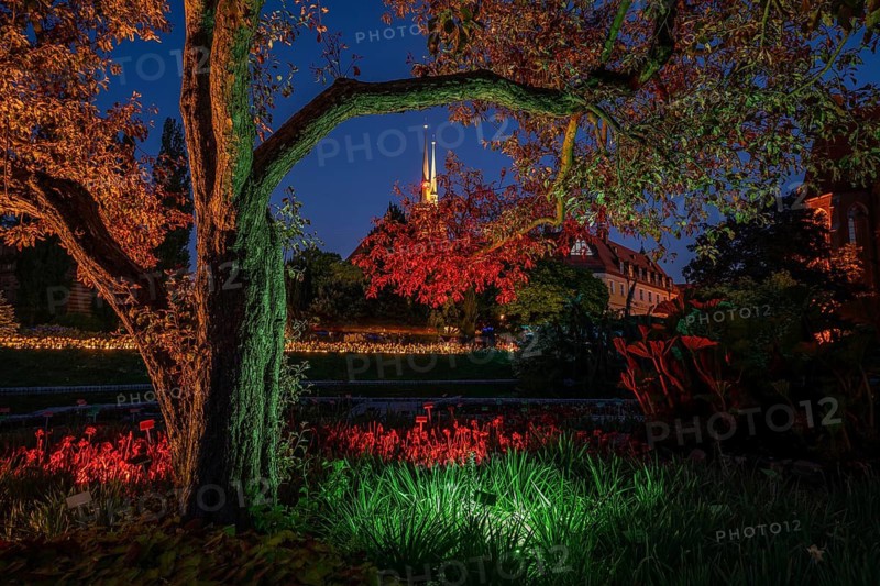 Night view of illuminated flower beds and trees in a botanical garden with a historic cathedral in the background in Wroclaw, Poland