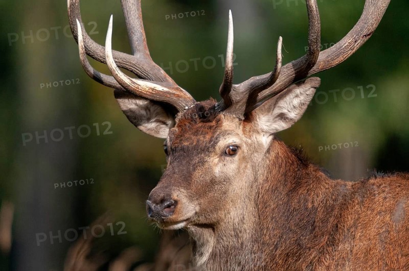 Artiodactyla, Cervus Elaphus, even-toed ungulate, cloven-hoofed, red deer, red deer, deer, mammals, mammals