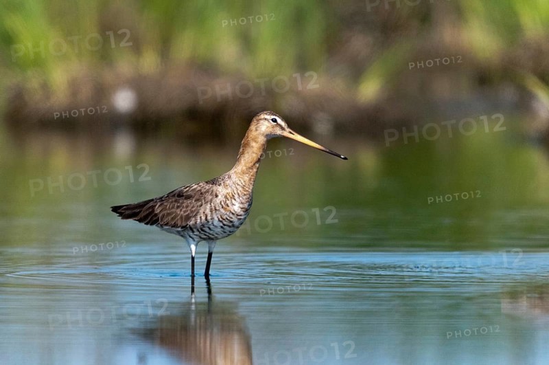 Black-tailed godwit, limosa limosa, birds, charadriiformes, limikolen, snipe birds, scolopacidae, birds, waders, waterbirds, waterbirds, waders