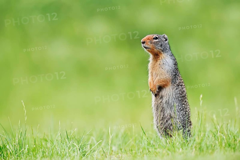 A Columbia ground squirrel (Urocitellus columbianus, Spermophilus columbianus) stands upright in a meadow, Waterton Lakes National Park, Alberta, Canada