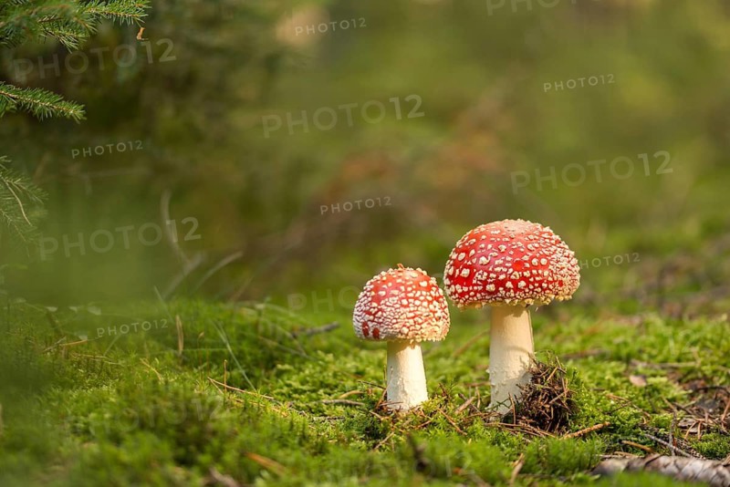 Amanita citrina, amanita muscaria, sweeper, toadstool, chimney sweeper, red toadstool, bead agaric, fly amanita, fungi, fungus, mushrooms
