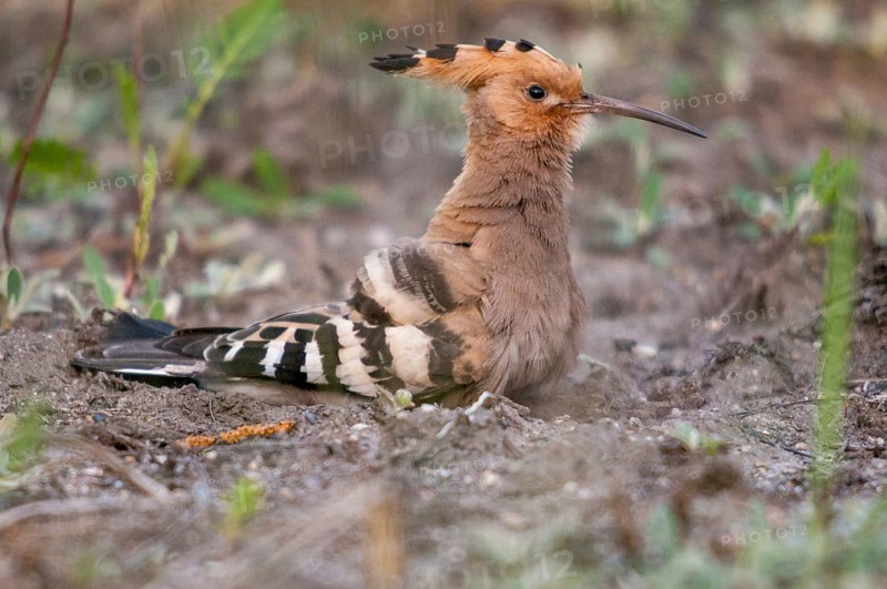 Brandenburg, Germany, Hoopoe, Nabu, national natural heritage, Grünhaus natural paradise, upupa epops, hoopoe, post-mining landscape, birds, green house, upupidae, birds