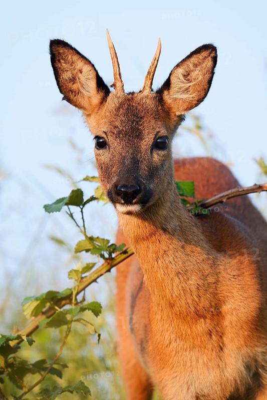 European roe deer (Capreolus capreolus), male roe deer, North Rhine-Westphalia, Germany