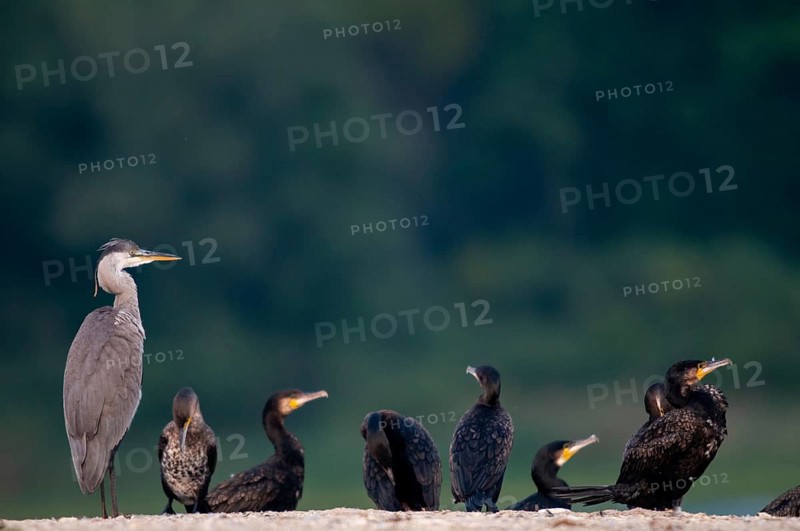 Ardea cinerea, black shag, cormorant, heron, gray heron, cormorant, phalacrocorax carbo, birds, ciconiiformes, pelecaniformes, herons, ropedes, striding birds, waitbirds, birds, waterbirds, waterbirds