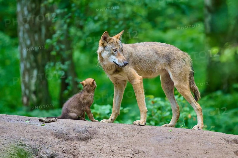 An adult wolf looks at an alert puppy in the dense forest, Wolf (Canis lupus), Germany