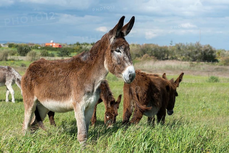Donkey, Equus asinus, donkey, even-toed ungulate, granelli, house donkey, Italy, odd-toed ungulates, Pantani Cuba and longarini, perissodactyla, Ragusana donkey, migratory bird sanctuary, Pantani Cuba & Longarini migratory bird sanctuary, domesticated animals, pet, Italy, mammals, Sicily, foundation for biodiversity, mammals, ungulates