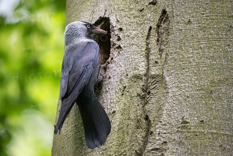 Corvus monedula, jackdaw, tree-breeding jackdaws, tree breeders, birds, corvidae family of birds, passeri, corvids, songbirds, birds