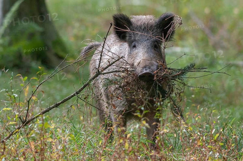 Artiodactyla, even-toed ungulate, cloven-hoofed, wild boar, wild boar, boar, boar, cauldron, mammals, wild boar boiler
