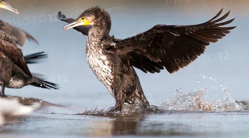 Black shag, cormorant, phalacrocorax carbo, birds, flying, flight, immaturus, not sexually mature, pelecaniforms, ropedes, immature, birds, waterbirds, waterbirds