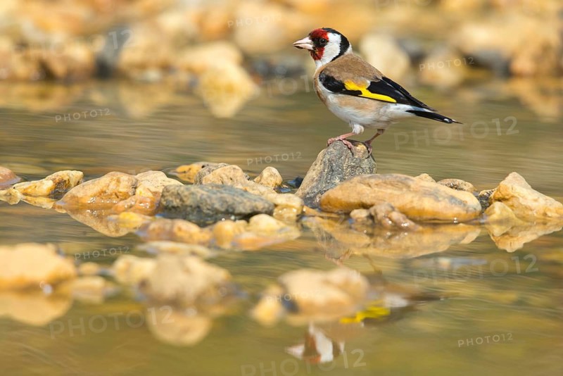 Carduelis Carduelis, Goldfinch, Goldfinch, Goldfinch, Bath, Bird Bath, Birds, Mirror, Passeri, Songbirds, Reflection, Potion, Birdbath, Birds, Watering Place