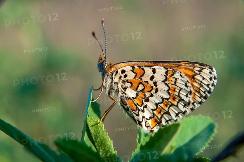Brandenburg, common cheek moth, Germany, Glanville Fritillary, Melitaea Cinxia, Nabu, national natural heritage, natural paradise Grünhaus, plantain cheekmoth, post-mining landscape, butterfly, green house, insects, butterfly, butterflies