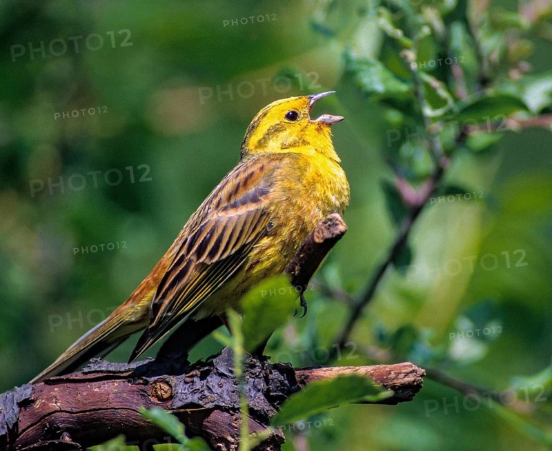 Emberiza Citrinella, Yellowhammer, Yellowhammer, Birds, Song, Leo, Male, Passeri, Singing, Songbirds, Birds