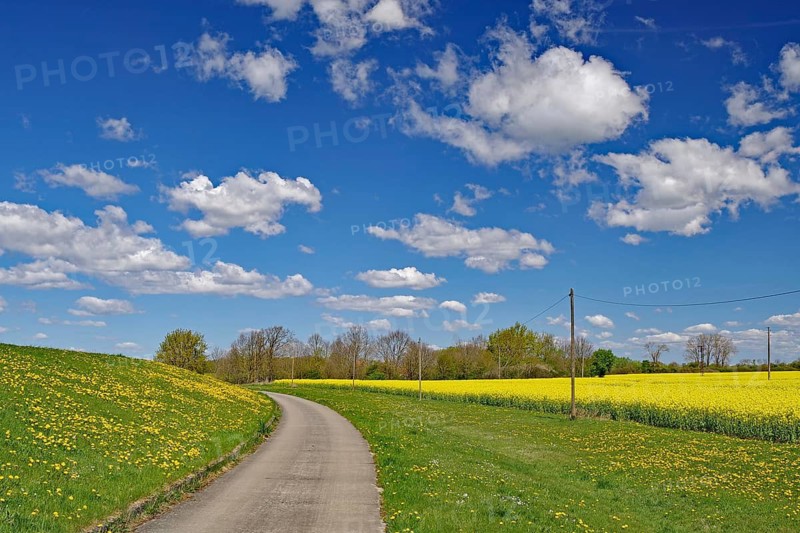 A rural trail snakes through green fields with a yellow rapeseed field, Neu-Bleckede, spring, bicycle tourism, bicycle travel, Mecklenburg-Western Pomerania, Germany