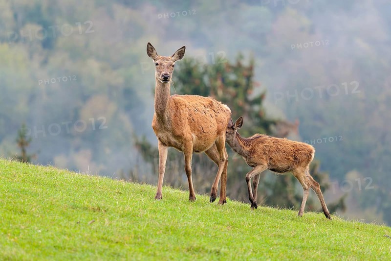 A female red deer (Cervus elaphus) and her calf walk across a meadow in hilly terrain. A forest with autumn leaves can be seen in the background. Wisps of mist drift over the forest, Bavaria, Germany