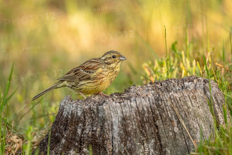 Yellowhammer Yellow Bunting (Emberiza citrinella) sits on a pile of wood. Green grass surrounds it. The sun is shining. Lower Rhine Alsace, France