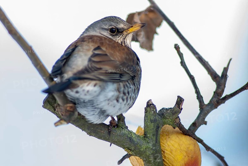 FieldFare, Turdus Pilaris, Juniper Thrush, Birds, Thrush, Garden, Meadow Orchard, Passeri, Songbirds, Orchard, Thrush, Birds, Winter Feeding