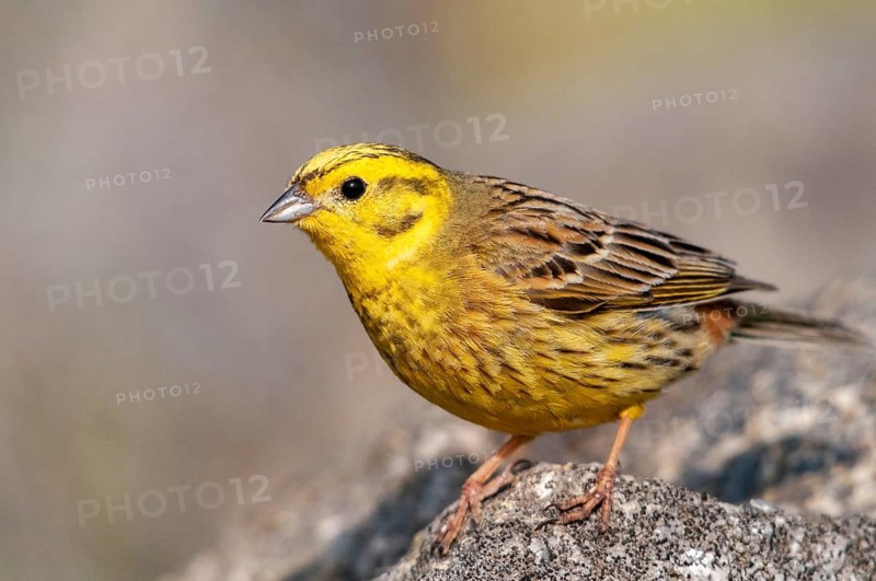 Brandenburg, Emberiza Citrinella, Germany, Yellowhammer, Nabu, national natural heritage, natural paradise Grünhaus, Yellowhammer, post-mining landscape, birds, green house, male, passeri, songbirds, birds