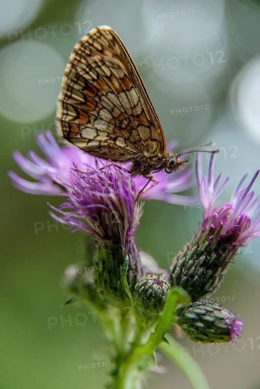 Common butterflies, heath fritillary, melitaea athalia, quail wheat moth, butterfly, high size, portrait format, insects, butterflies, butterflies, butterflies