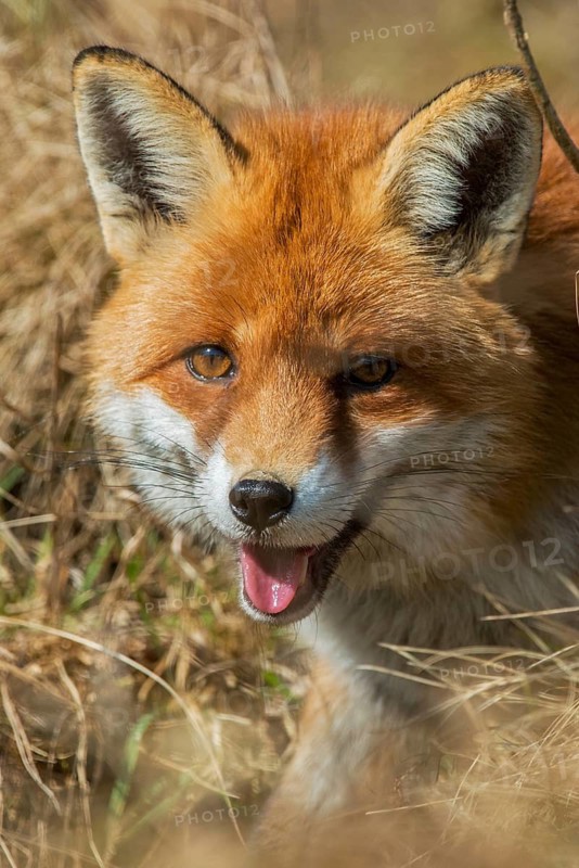Carnivora, predators, red fox, vulpes vulpes, fox, high size, portrait format, mammals, raptors, mammals