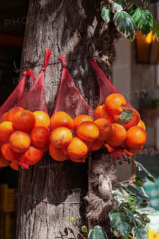 Nets full of oranges hang on a tree trunk in sunlight, surrounded by green leaves, Soller, Majorca, Balearic Islands, Spain